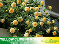30 Rare Seeds - Yellow Climbing Rose Seed Flower #1063