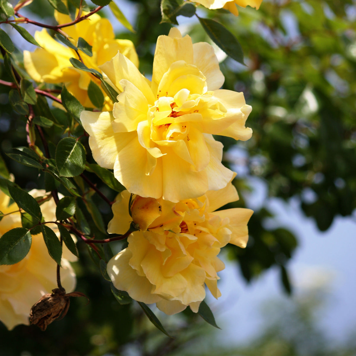 Yellow Climbing Rose Seeds, 30 seeds