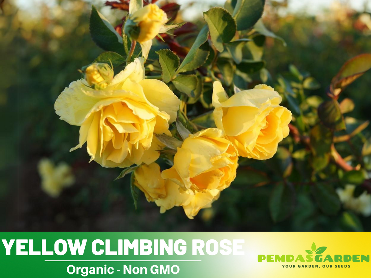 30 Rare Seeds - Yellow Climbing Rose Seed Flower #1063