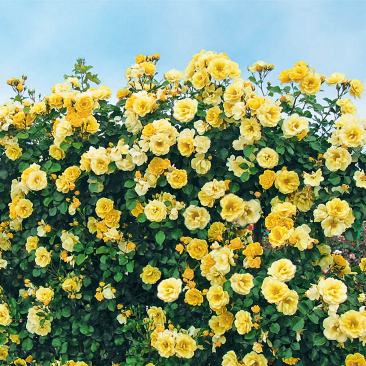 Yellow Climbing Rose Seeds, 30 seeds