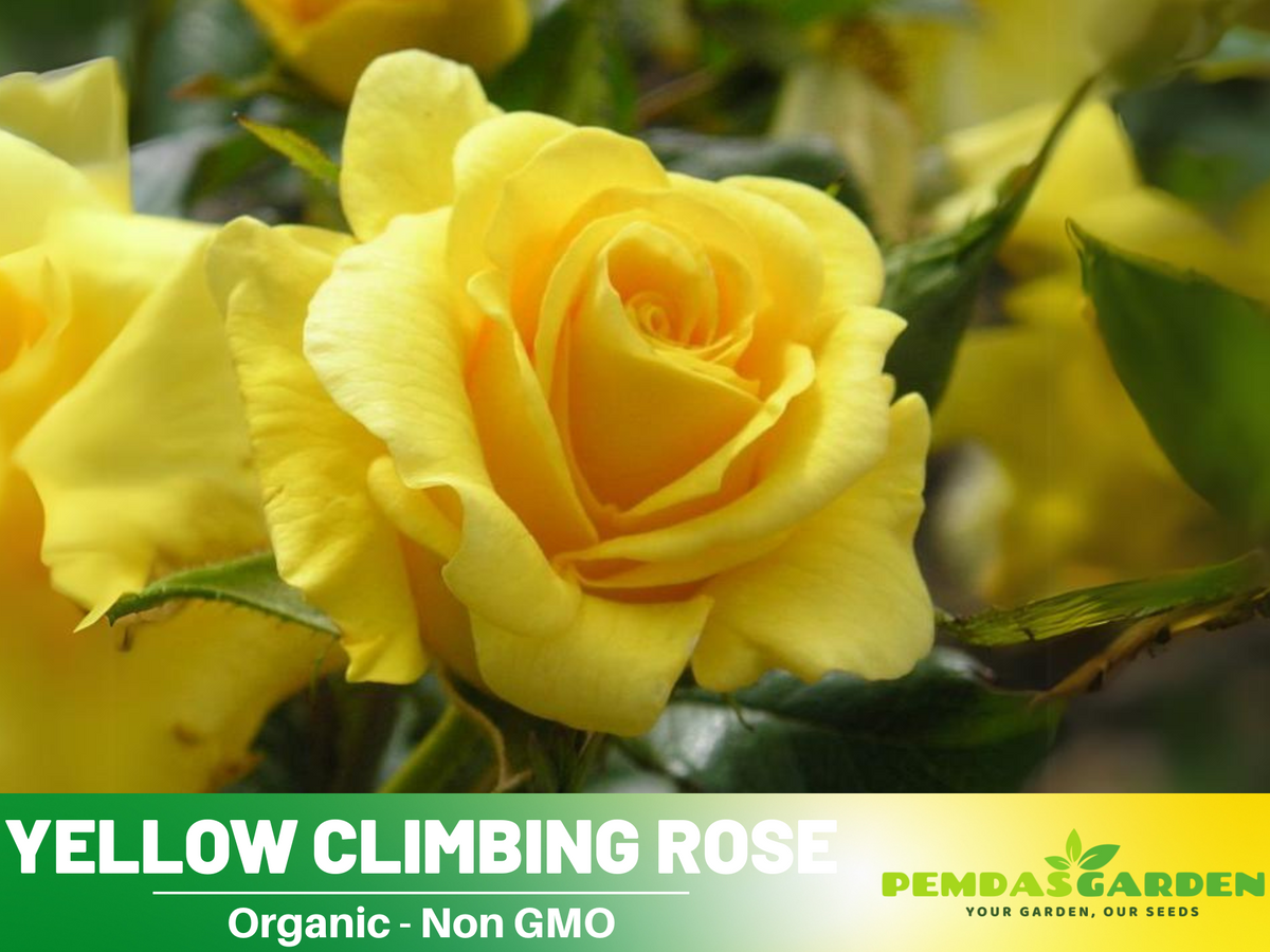 30 Rare Seeds - Yellow Climbing Rose Seed Flower #1063