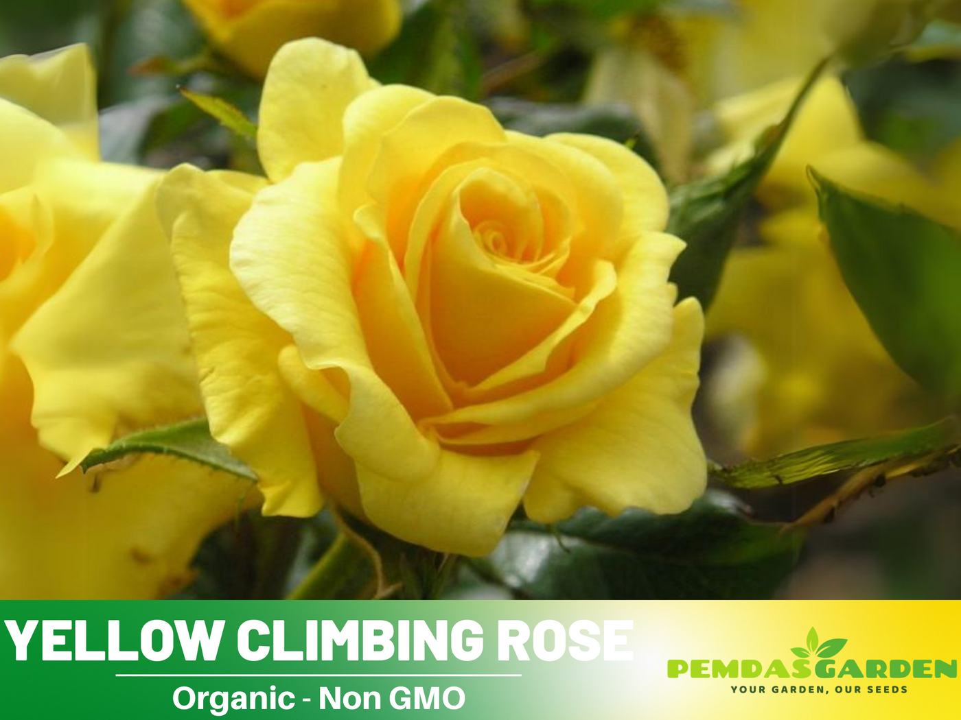 Nygardenia Yellow Climbing Rose Seeds – 20pcs, Non-GMO, Heirloom, Full Sun – USA
