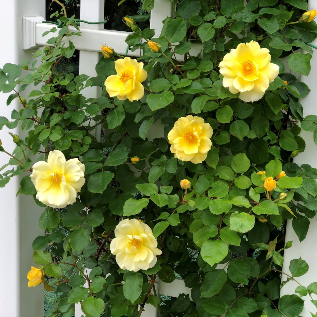 Yellow Climbing Rose Seeds, 30 seeds