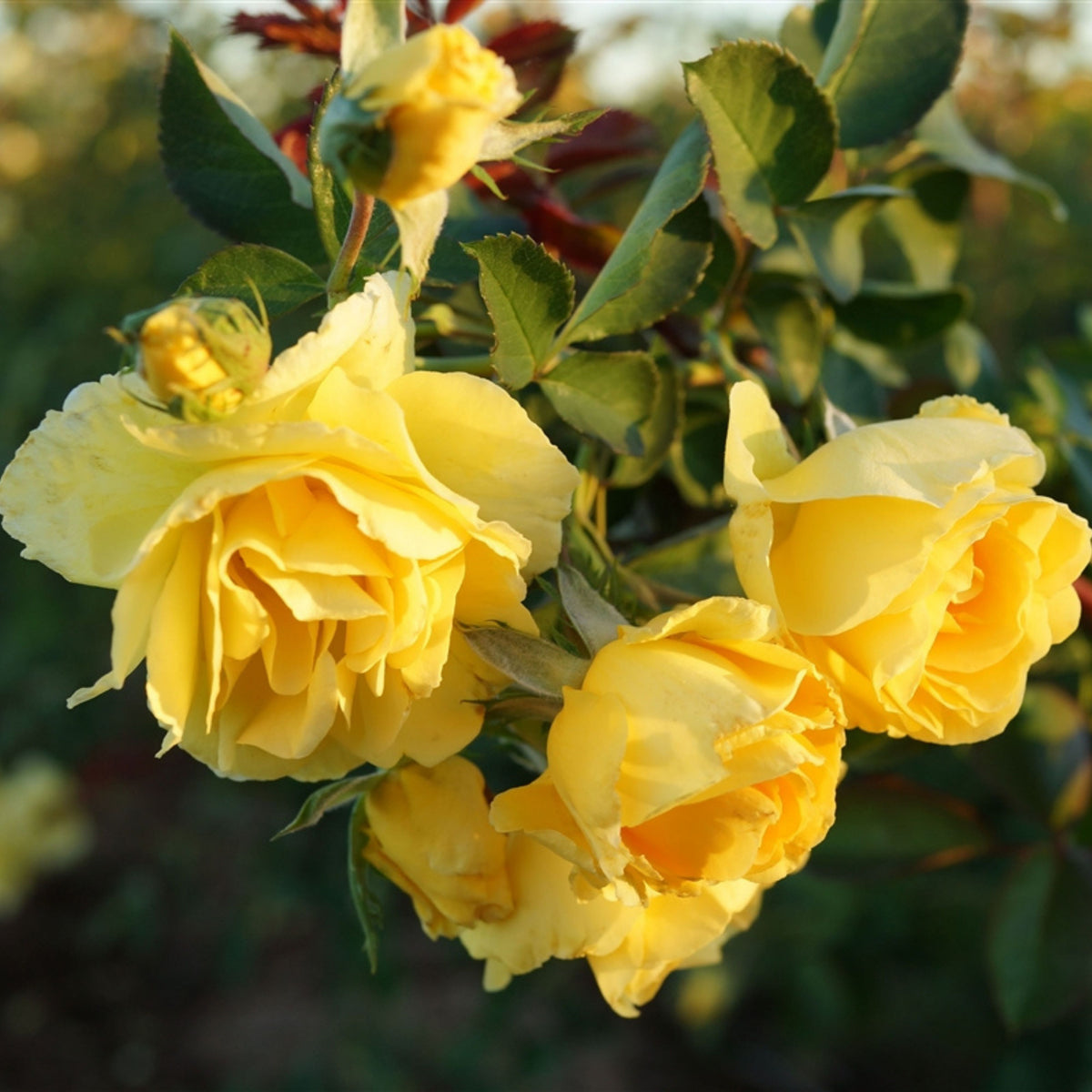 Yellow Climbing Rose Seeds, 30 seeds