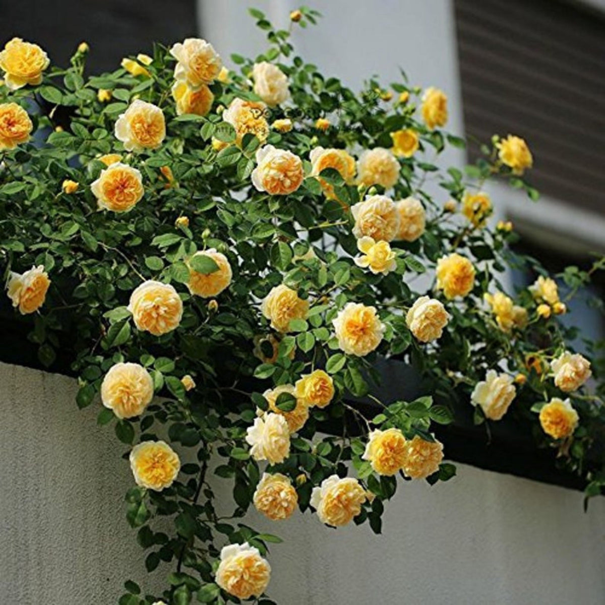 Yellow Climbing Rose Seeds, 30 seeds