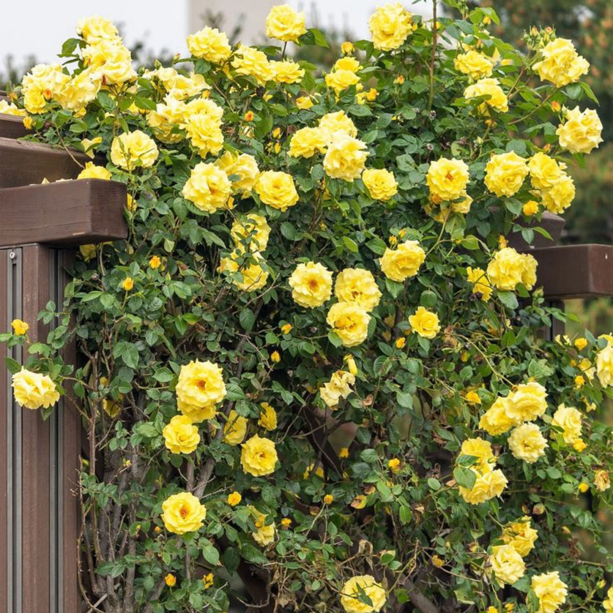 Yellow Climbing Rose Seeds, 30 seeds