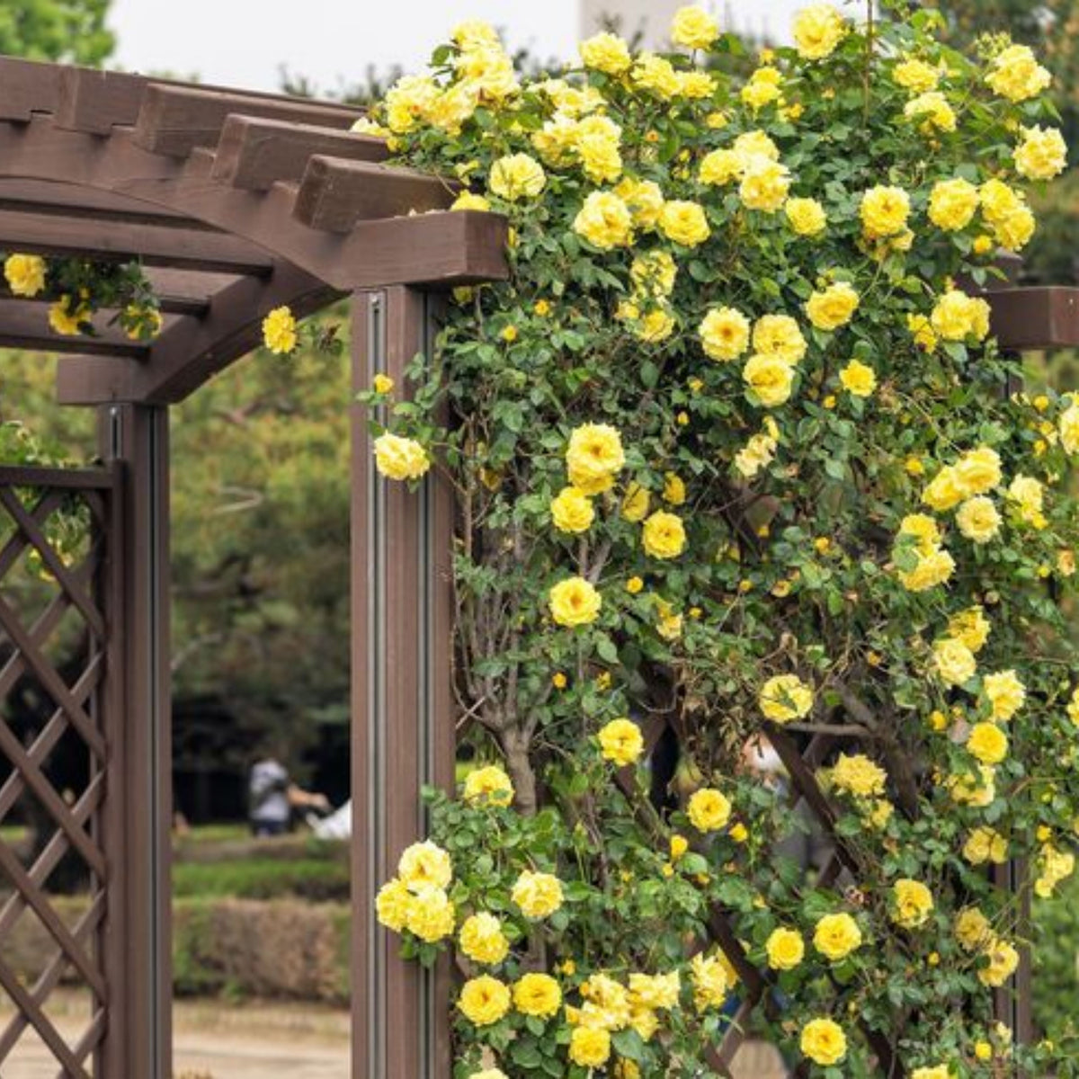 Yellow Climbing Rose Seeds, 30 seeds