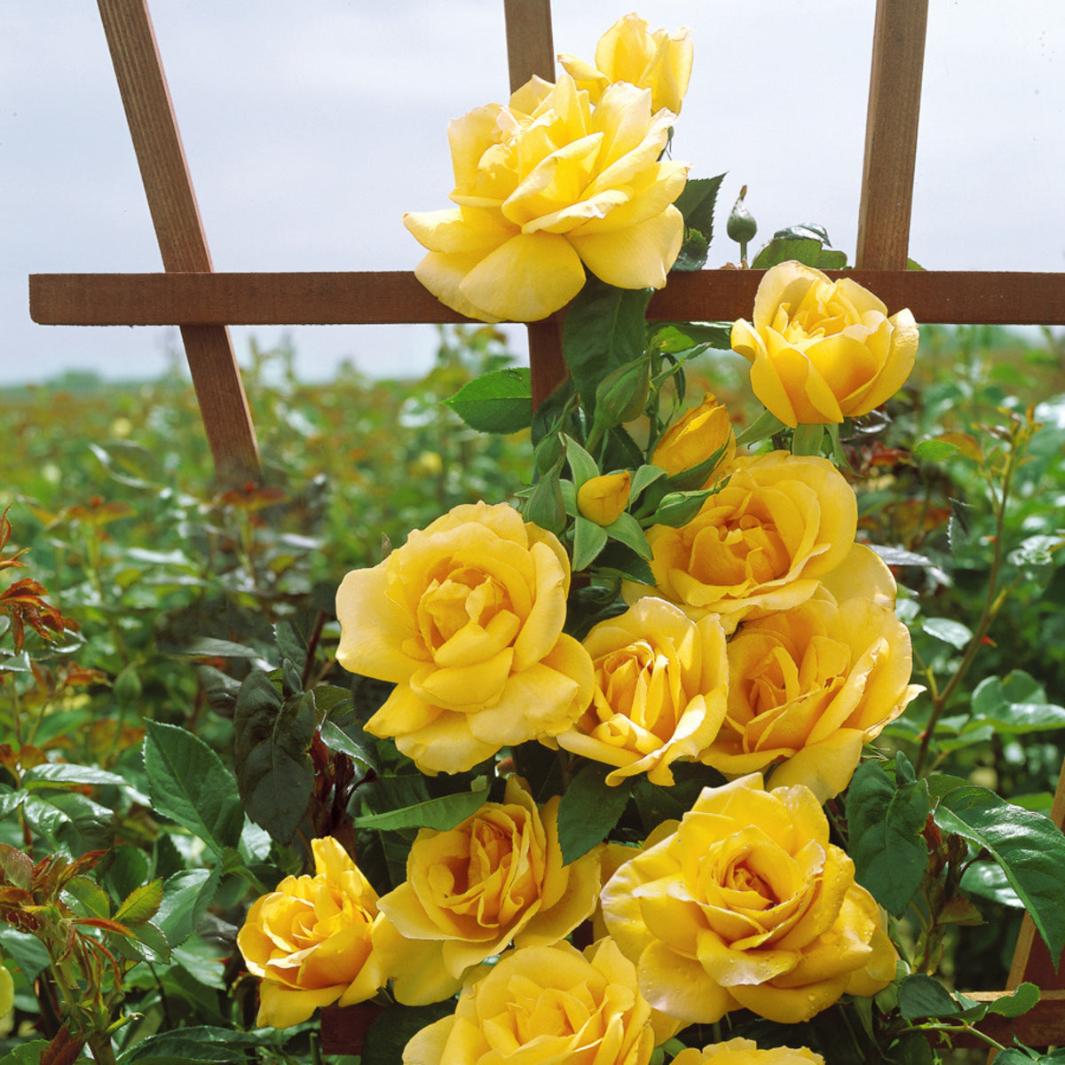 Pink Rose Flower Seeds, 30 seeds