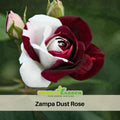 30 Rare Seeds - Zampa Dust Rose Bush Seed #1064