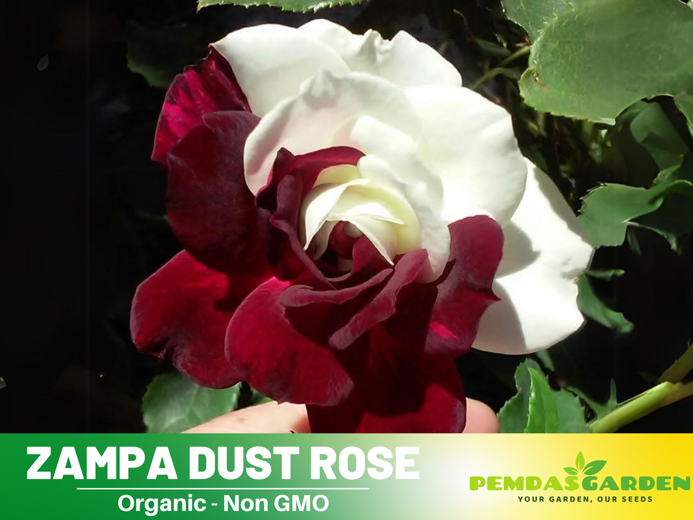 Toadstool Seeds - 10 Double White Rose Seeds - Perennial Flower Bush Shrub