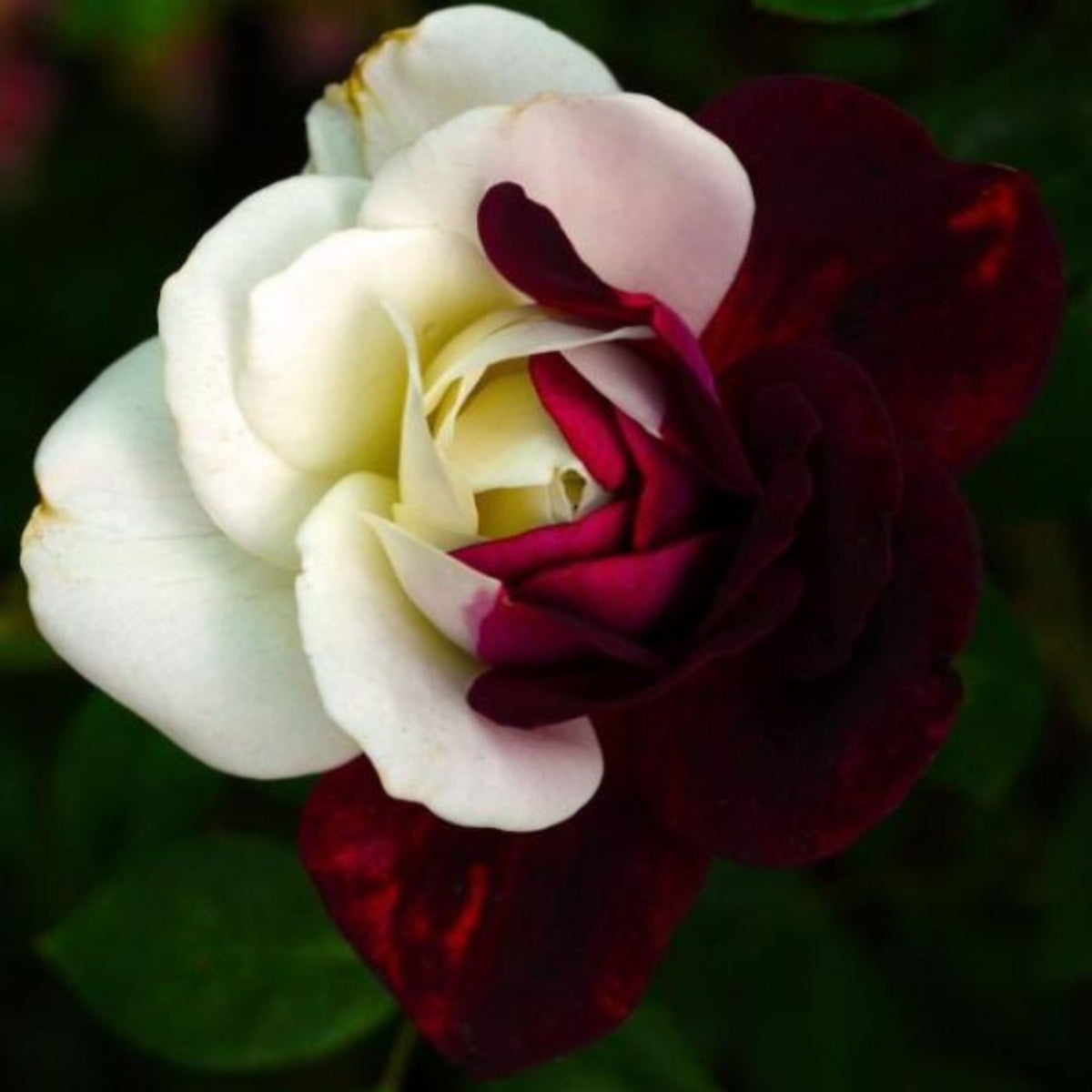 Zampa Dust Rose Bush Seeds, 30 seeds