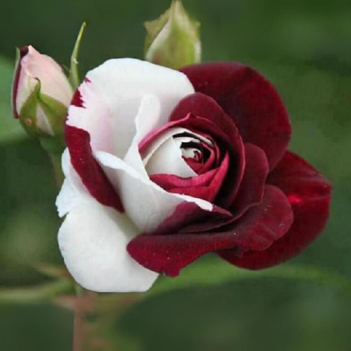 Zampa Dust Rose Bush Seeds, 30 seeds