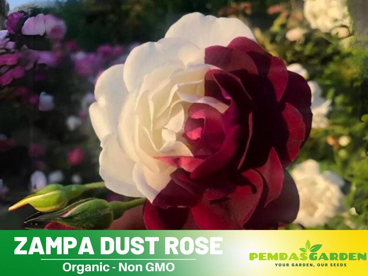30 Rare Seeds - Zampa Dust Rose Bush Seed #1064