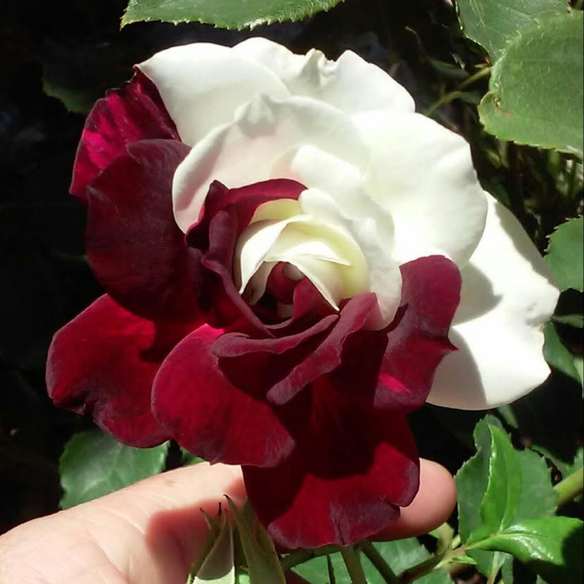Zampa Dust Rose Bush Seeds, 30 seeds