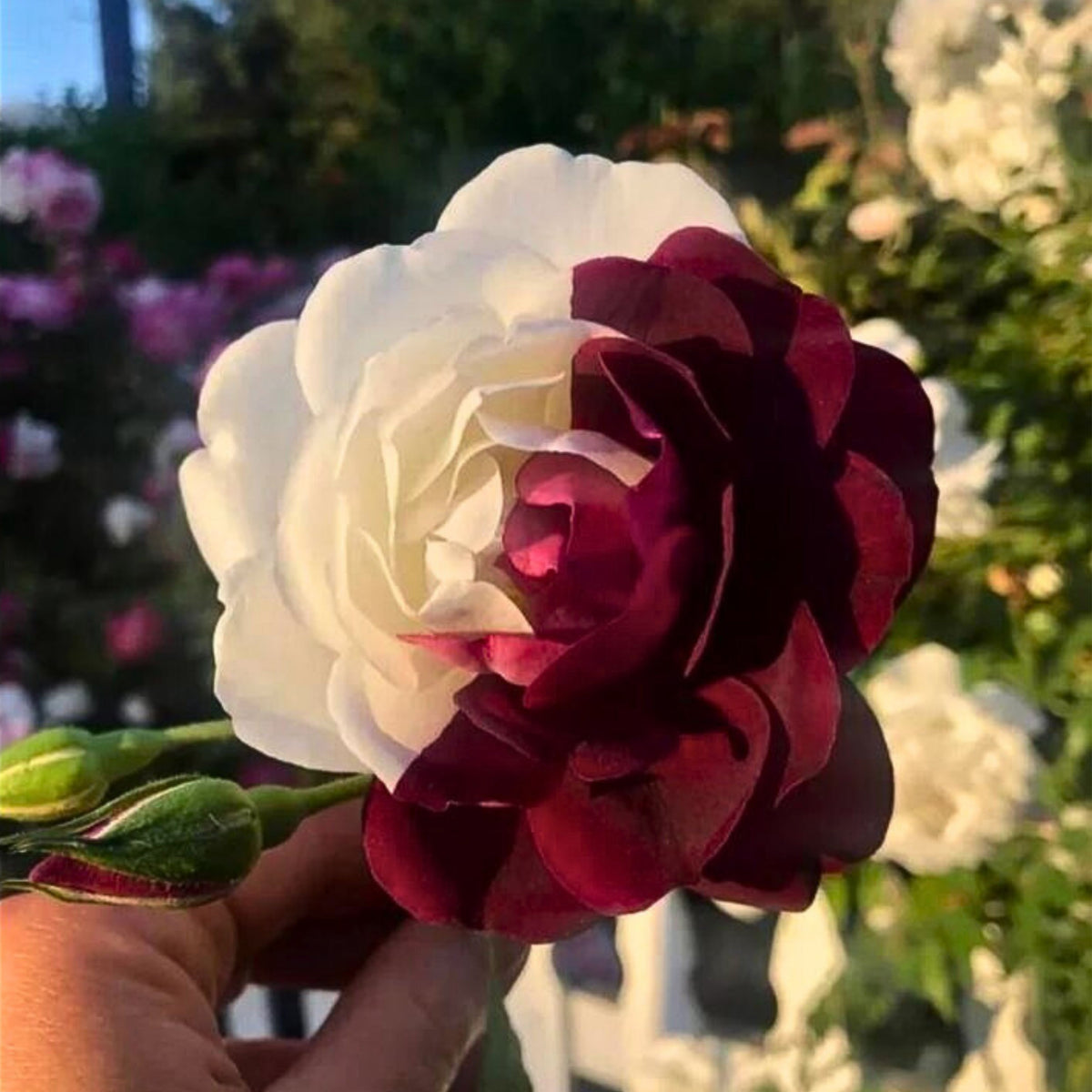 Zampa Dust Rose Bush Seeds, 30 seeds