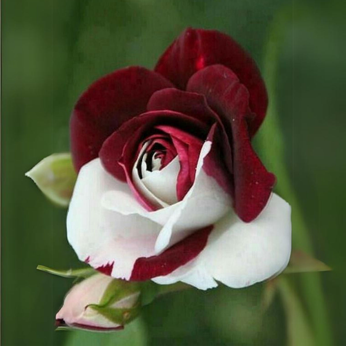 Zampa Dust Rose Bush Seeds, 30 seeds