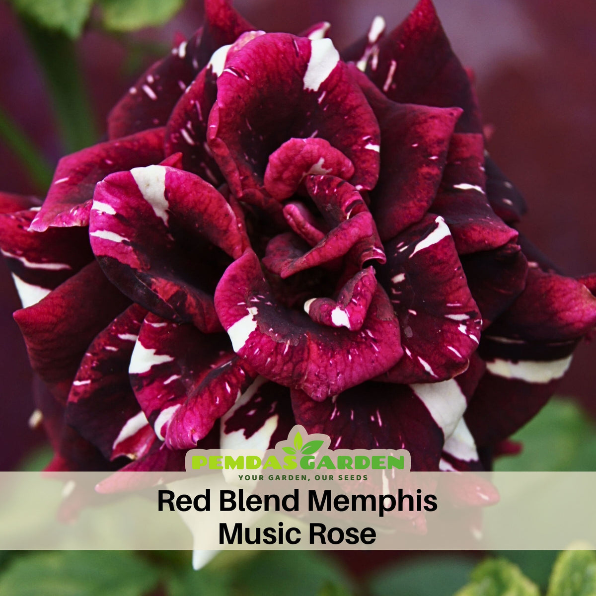 Memphis Music Rose Seeds, 30 seeds