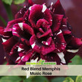 30 Rare Seeds | Memphis Music Rose Seeds #1065