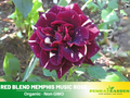 30 Rare Seeds | Memphis Music Rose Seeds #1065