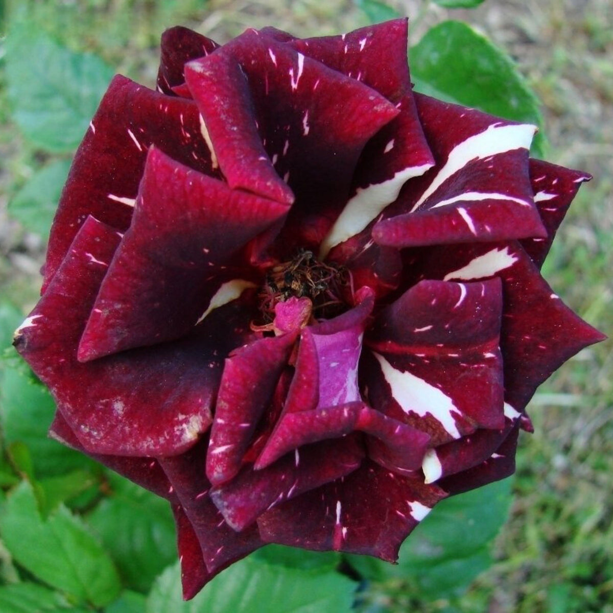 Memphis Music Rose Seeds, 30 seeds