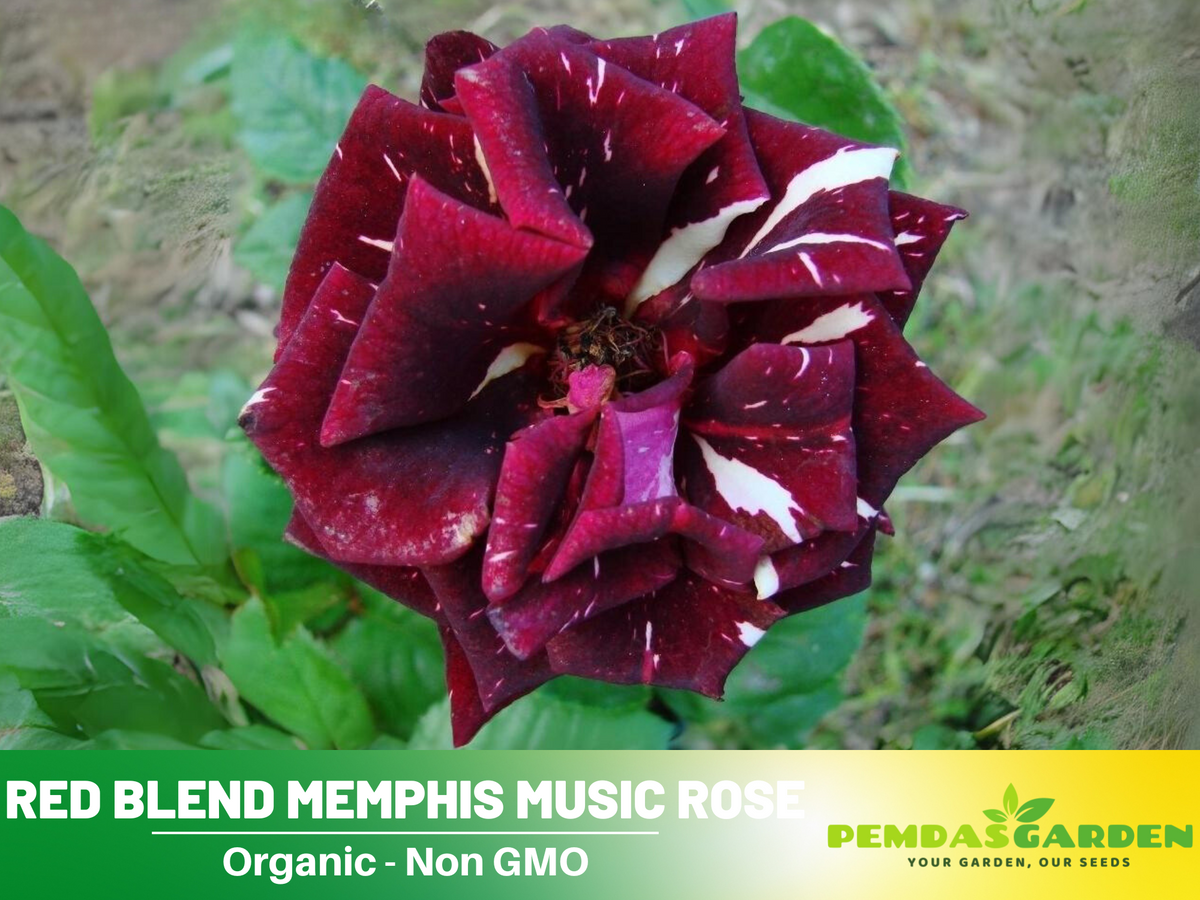 30 Rare Seeds | Memphis Music Rose Seeds #1065