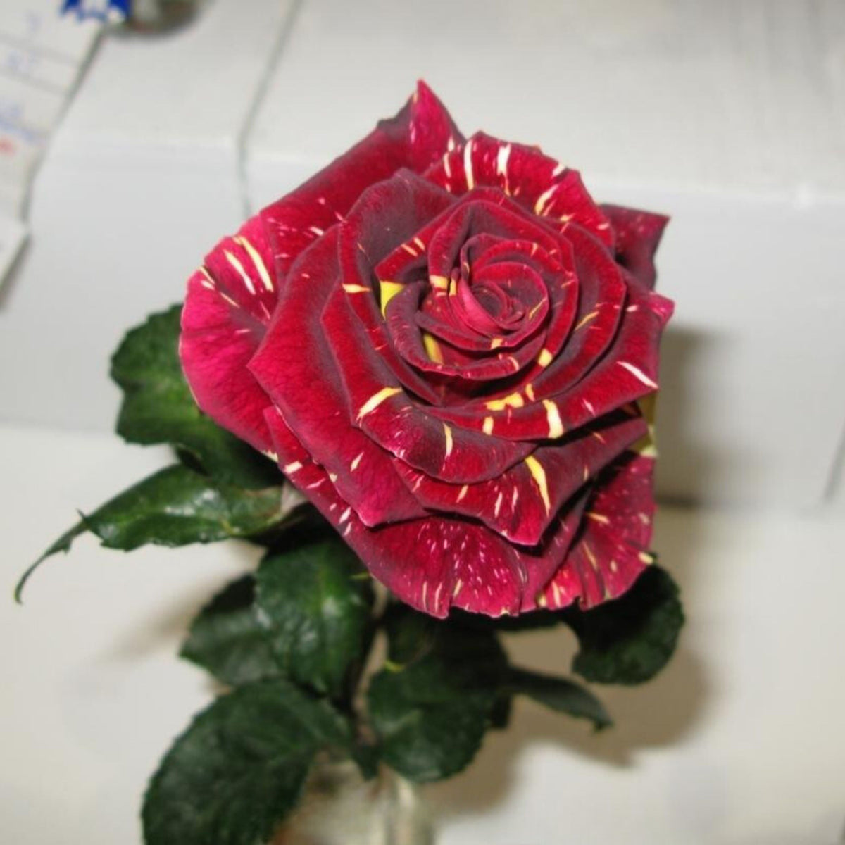 Memphis Music Rose Seeds, 30 seeds