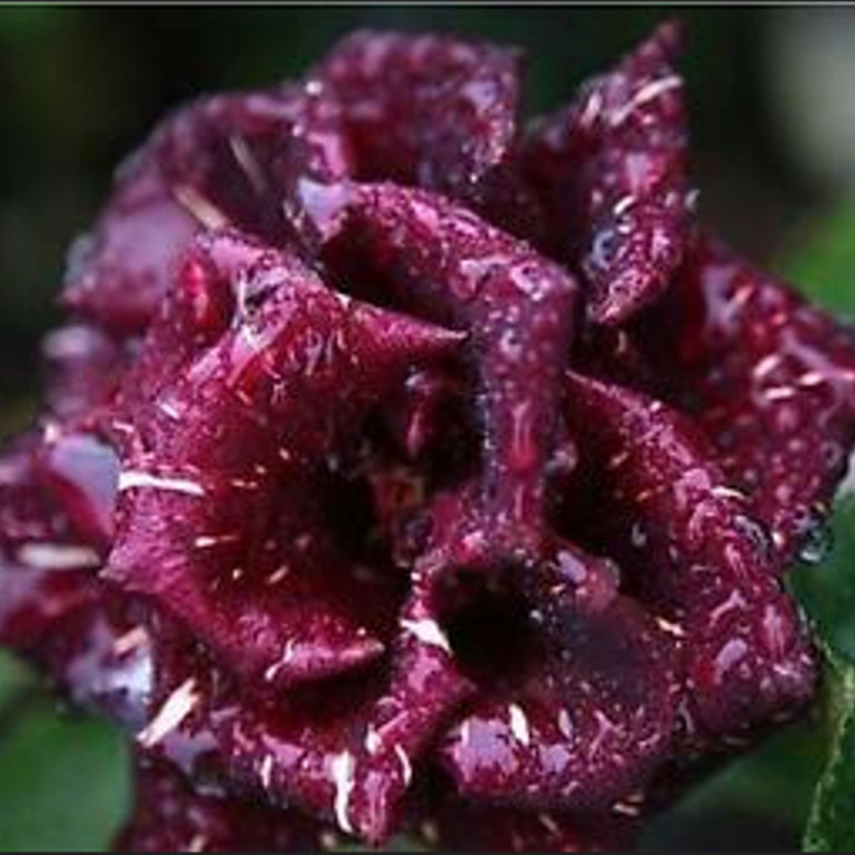 Memphis Music Rose Seeds, 30 seeds