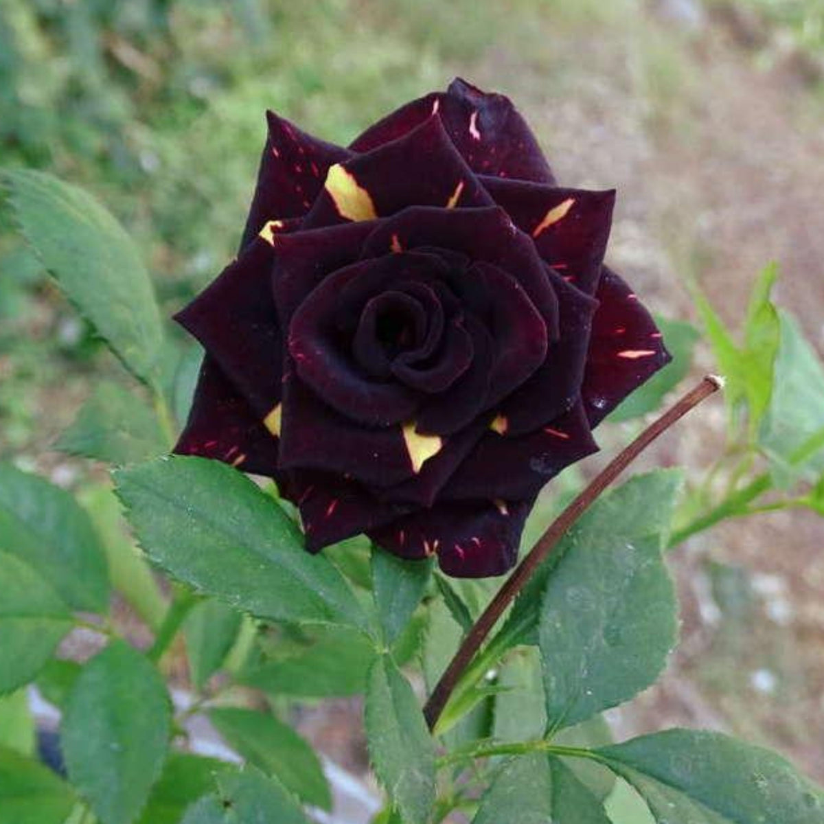 Memphis Music Rose Seeds, 30 seeds