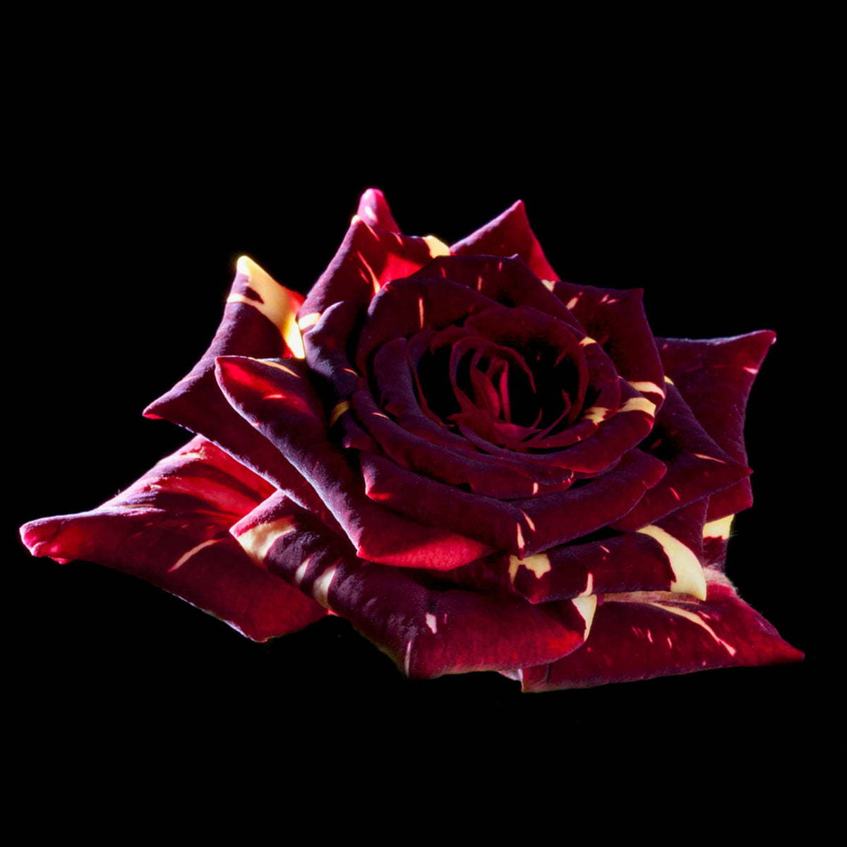Memphis Music Rose Seeds, 30 seeds