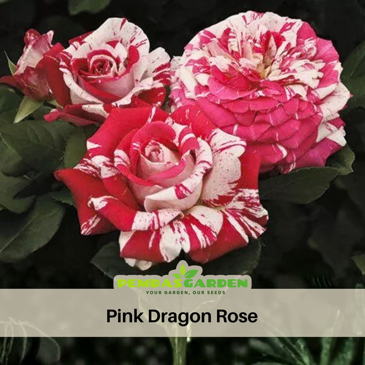 Pink Dragon Rose Bush Flower Seeds, 30 seeds