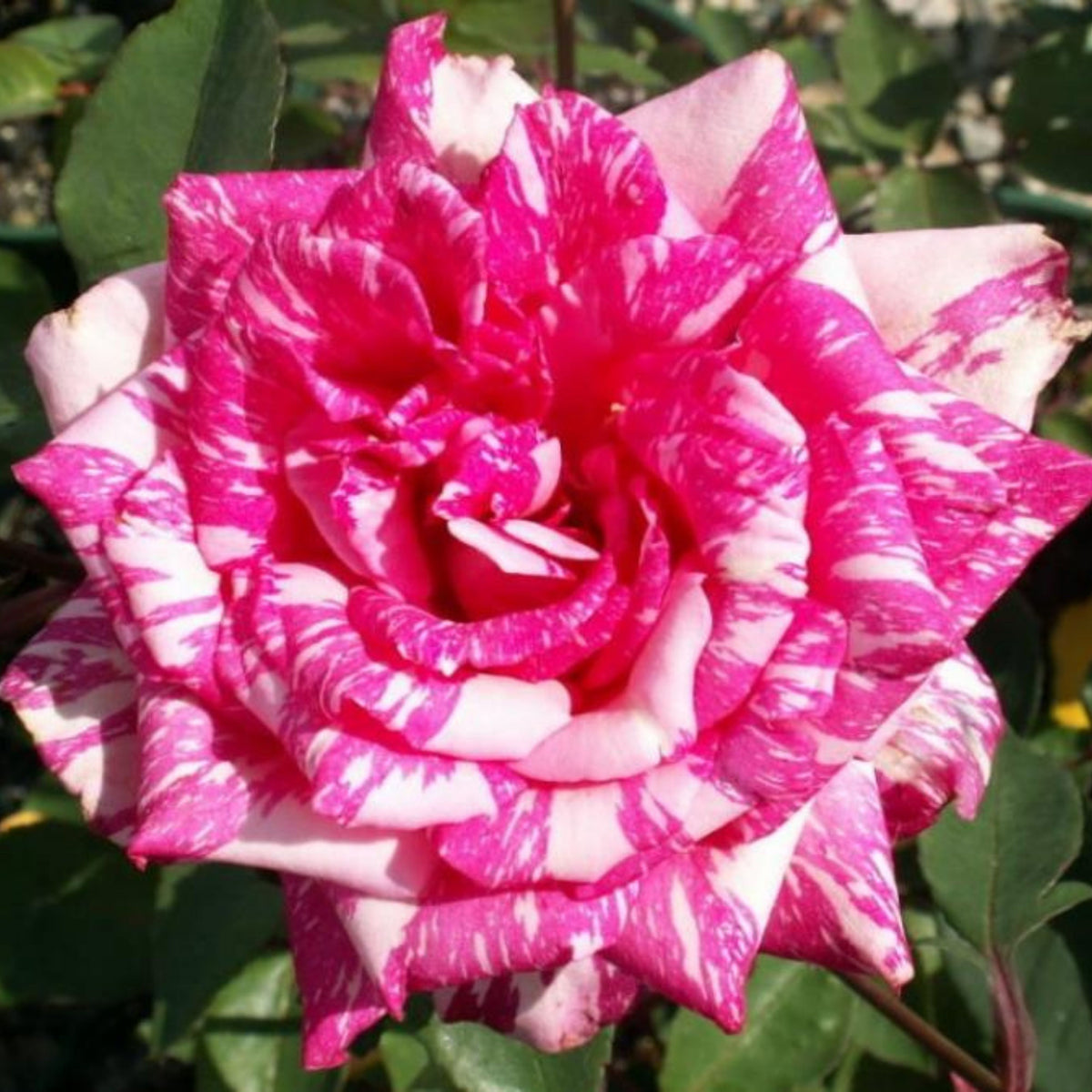 Pink Dragon Rose Bush Flower Seeds, 30 seeds