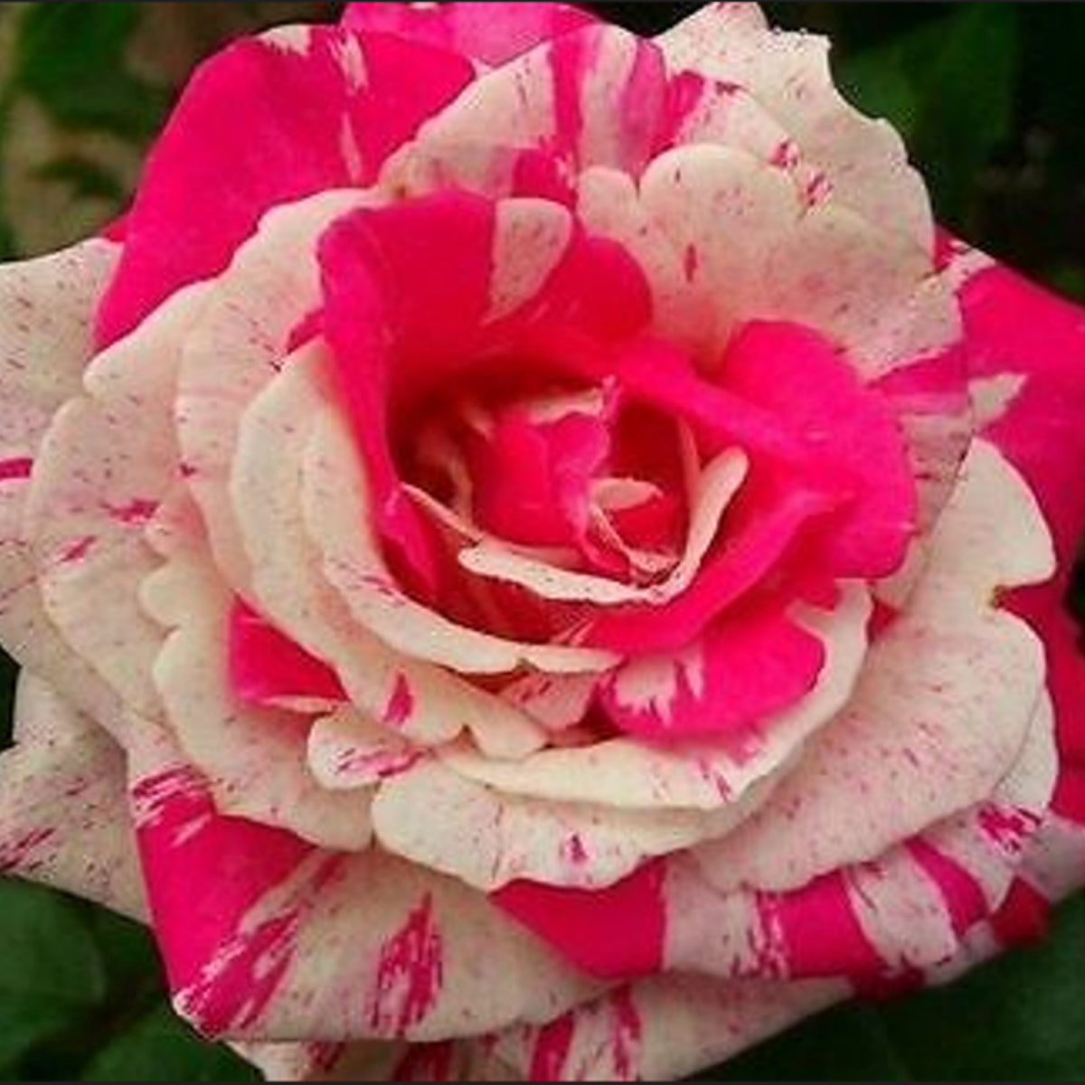 Pink Dragon Rose Bush Flower Seeds, 30 seeds