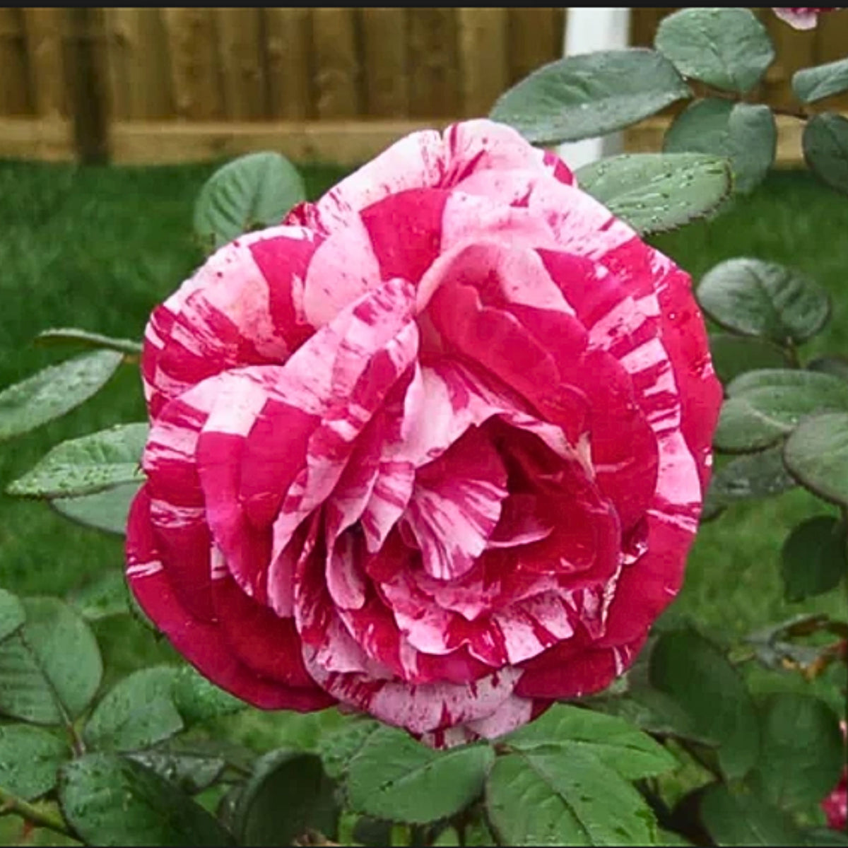 Pink Dragon Rose Bush Flower Seeds, 30 seeds