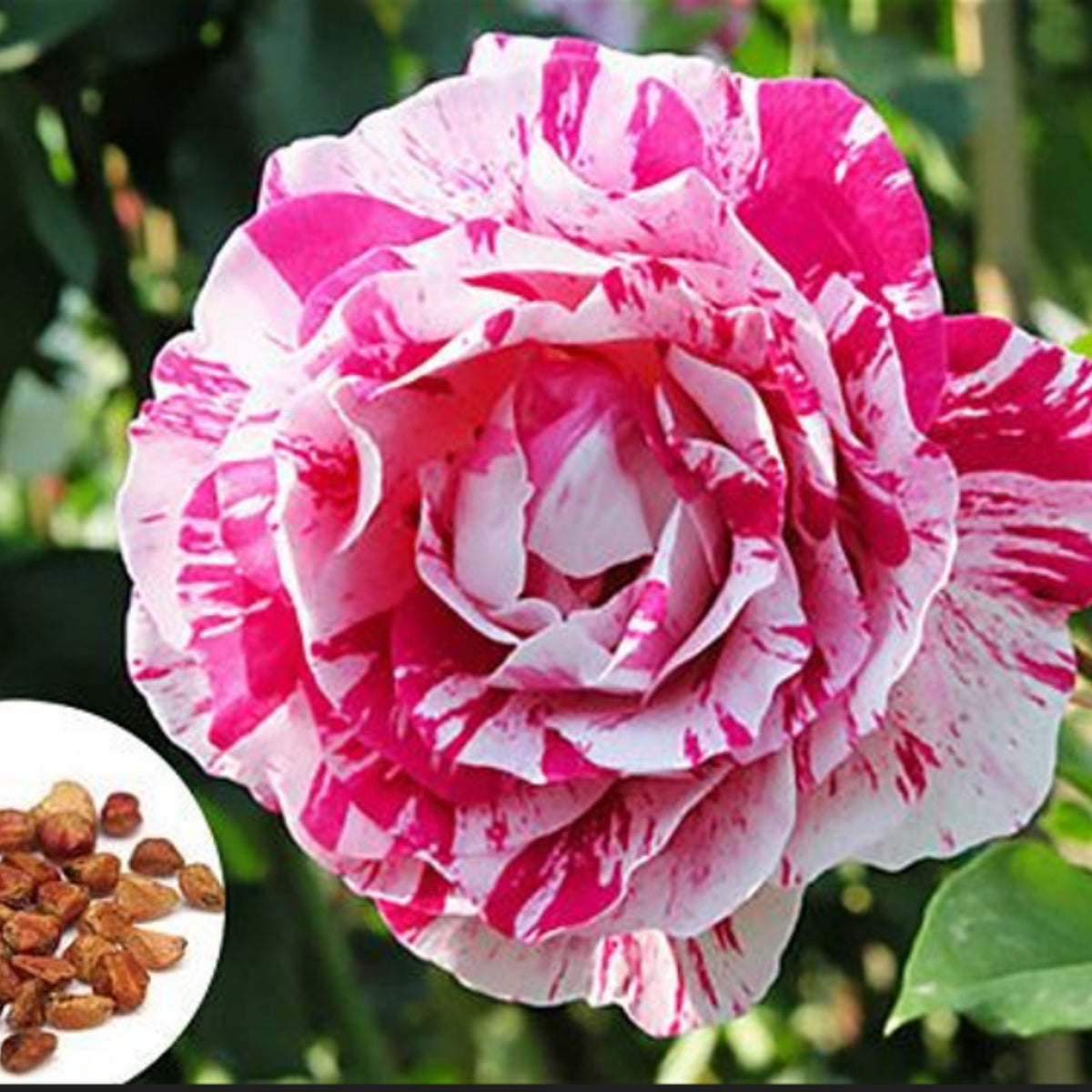 Pink Dragon Rose Bush Flower Seeds, 30 seeds