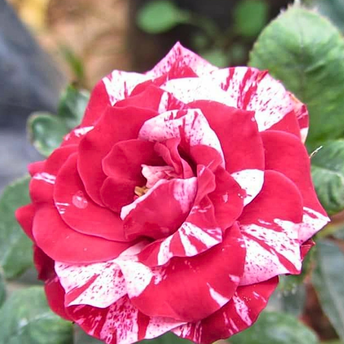 Pink Dragon Rose Bush Flower Seeds, 30 seeds