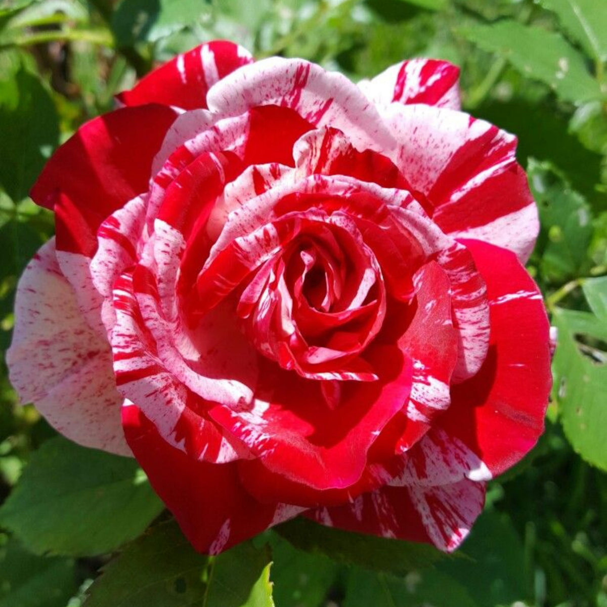 Pink Dragon Rose Bush Flower Seeds, 30 seeds