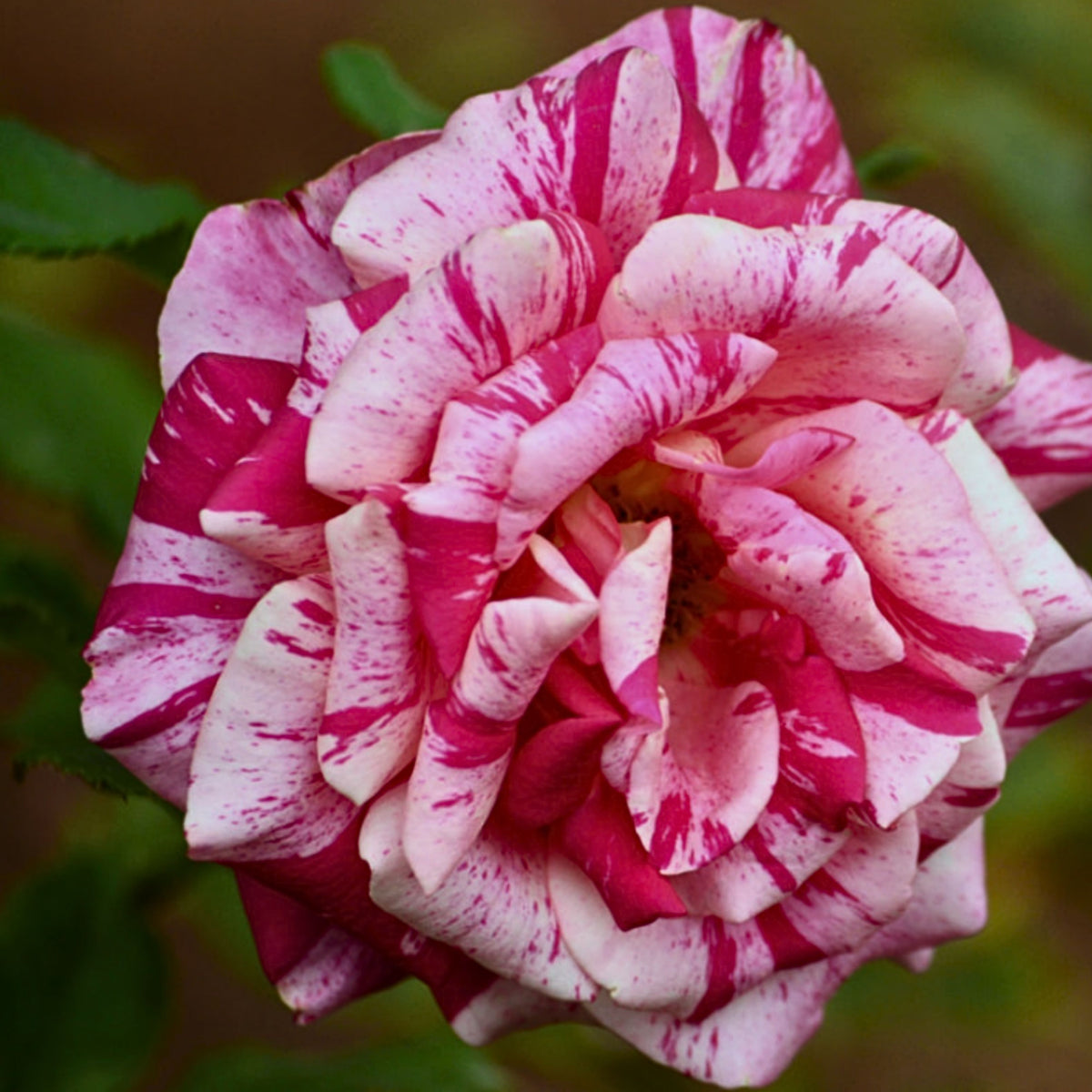 Pink Dragon Rose Bush Flower Seeds, 30 seeds