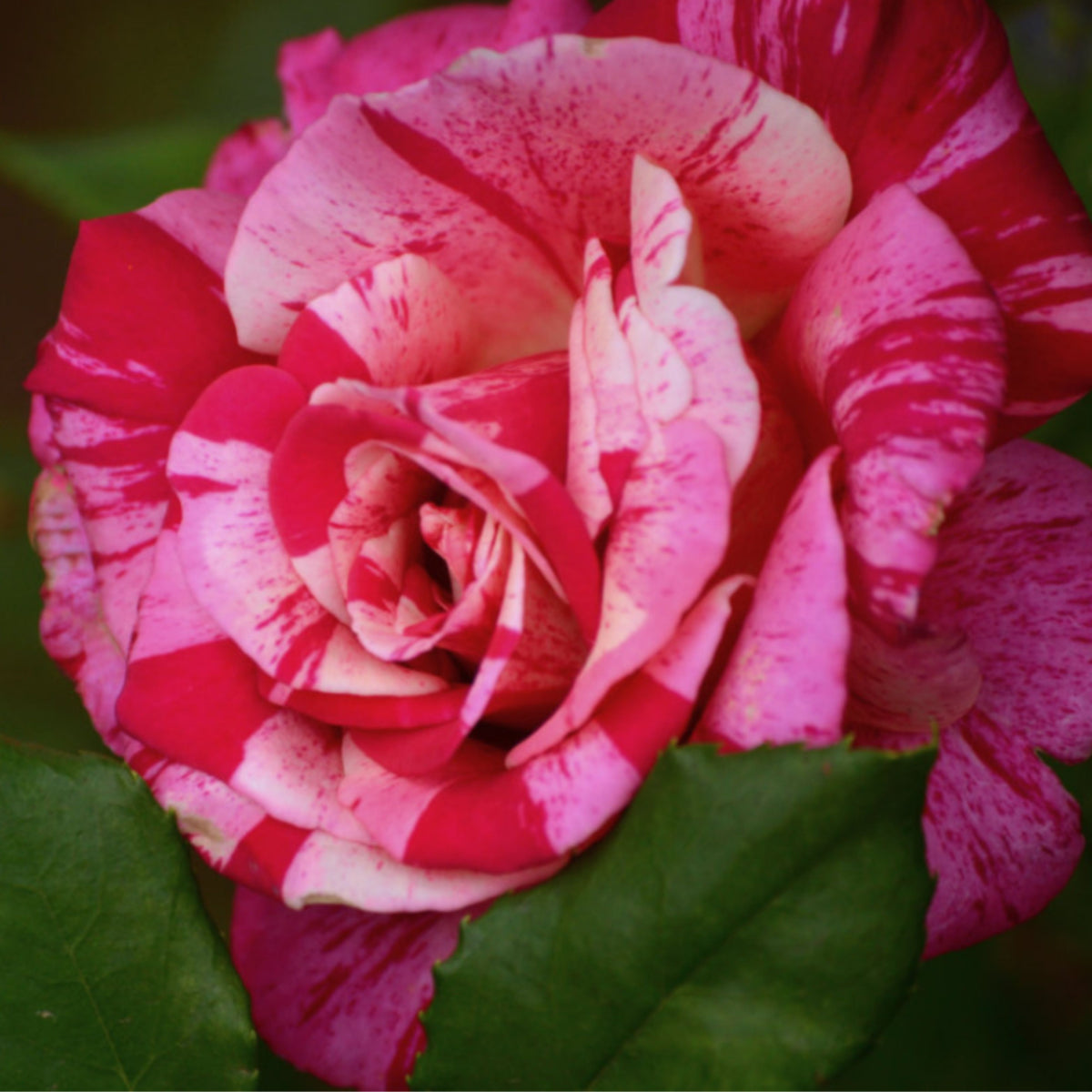 Pink Dragon Rose Bush Flower Seeds, 30 seeds