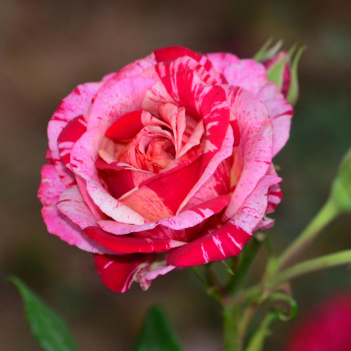 Pink Dragon Rose Bush Flower Seeds, 30 seeds