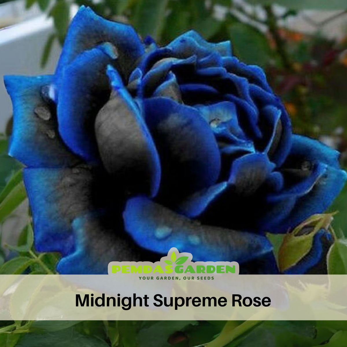 Midnight Supreme Rose Seed, 30 seeds