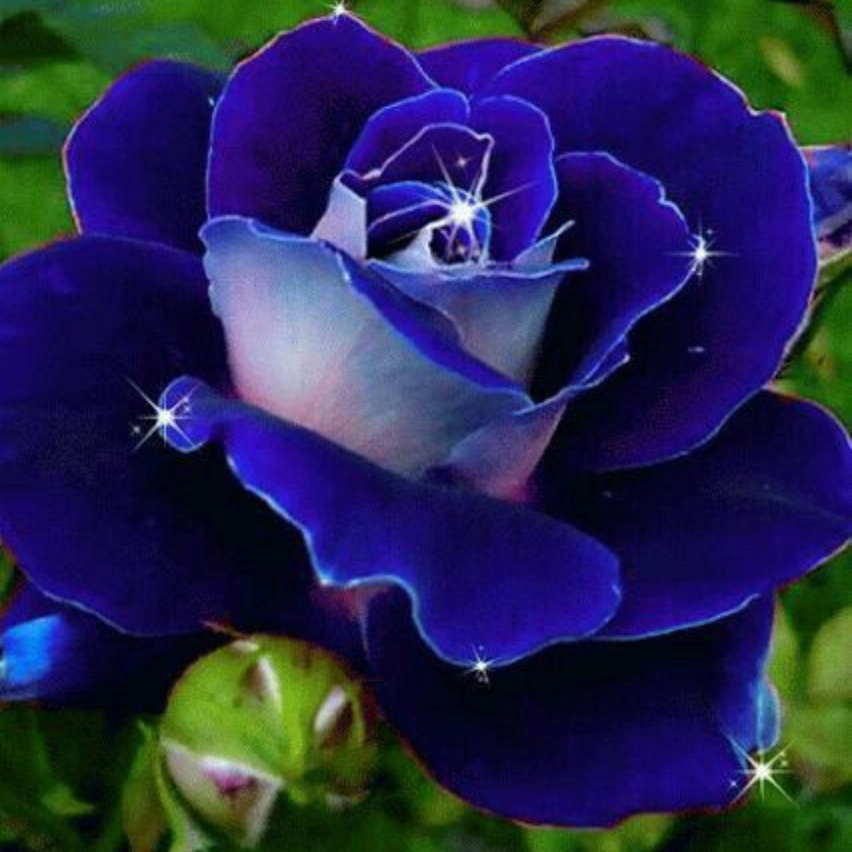 Midnight Supreme Rose Seed, 30 seeds