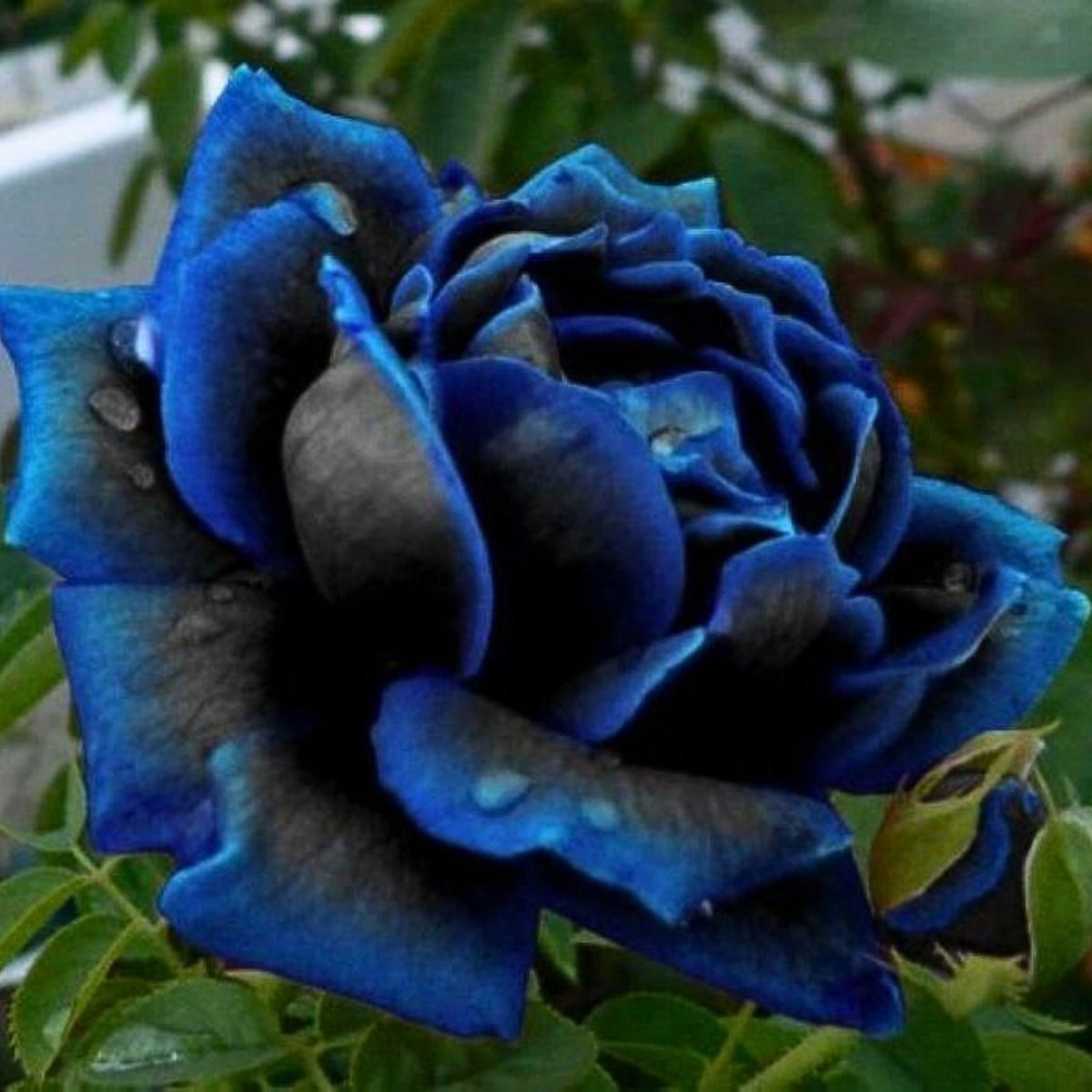 Midnight Supreme Rose Seed, 30 seeds