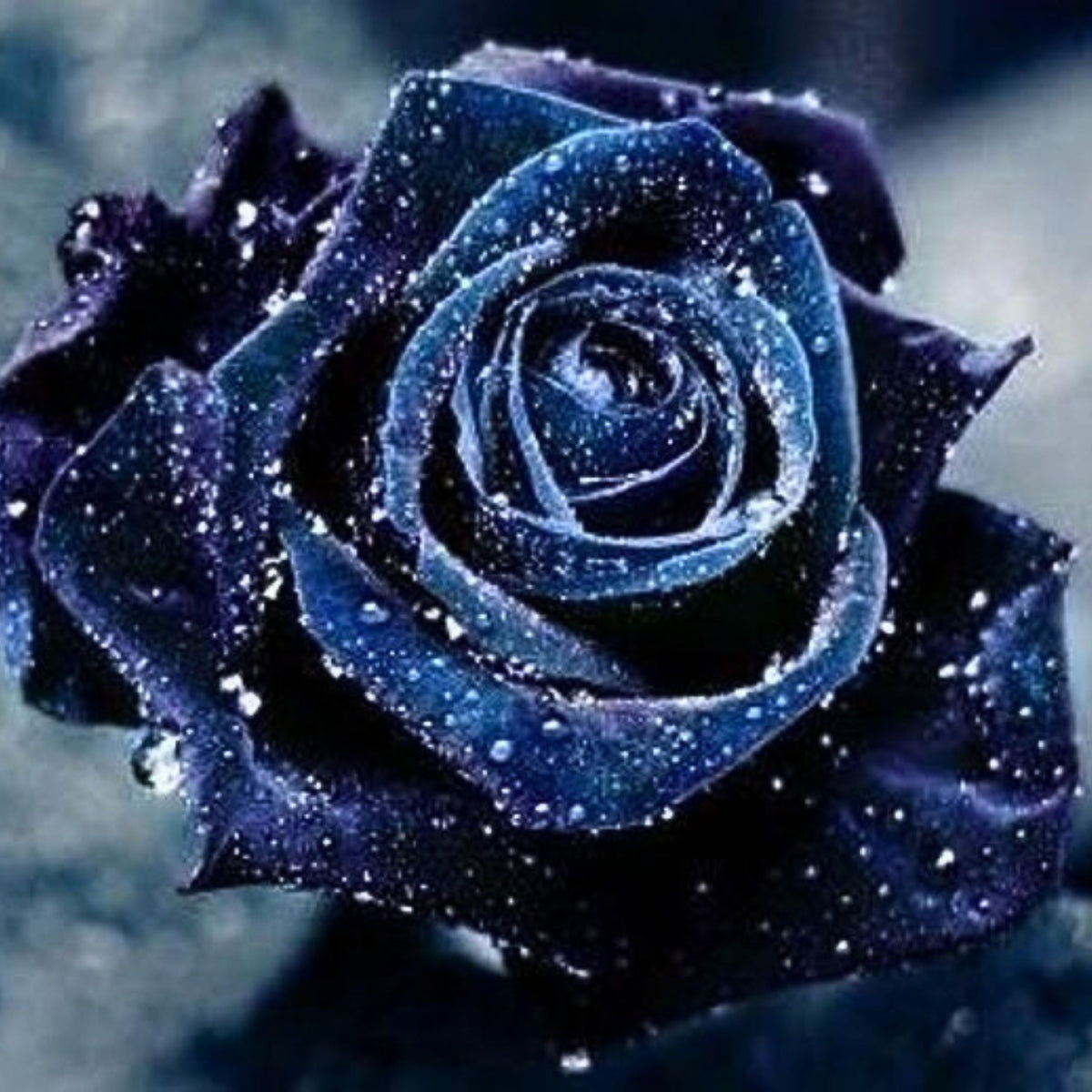 Midnight Supreme Rose Seed, 30 seeds