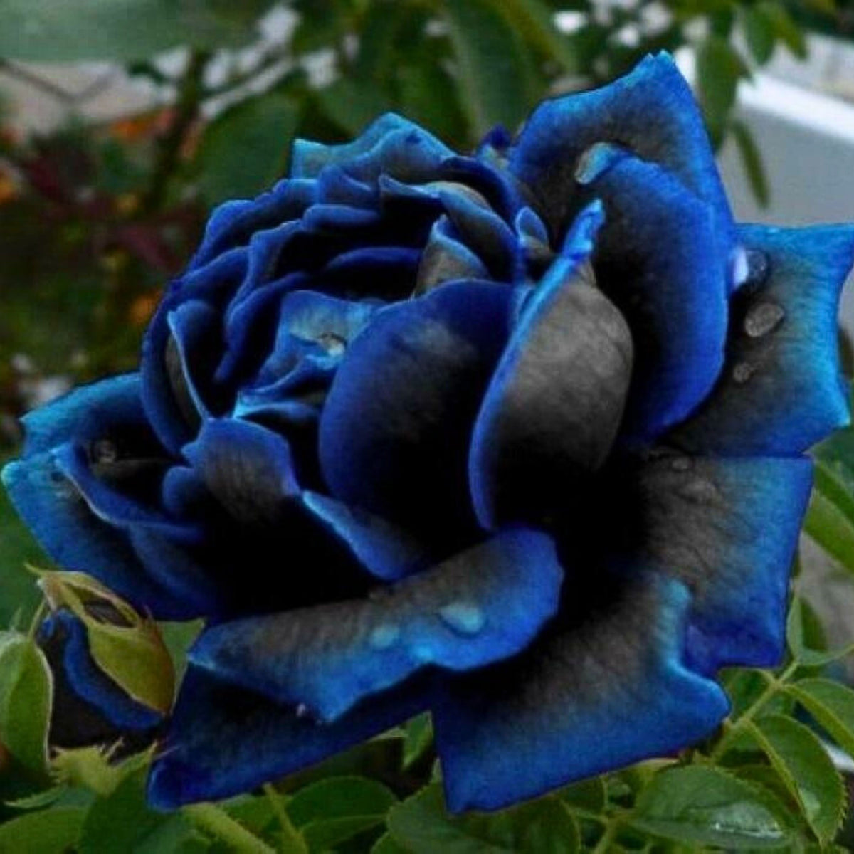 Midnight Supreme Seed Blue Black Rare, 30 seeds