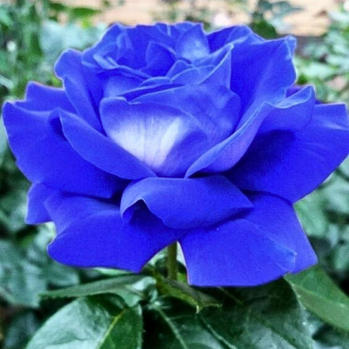 Midnight Supreme Seed Blue Black Rare, 30 seeds