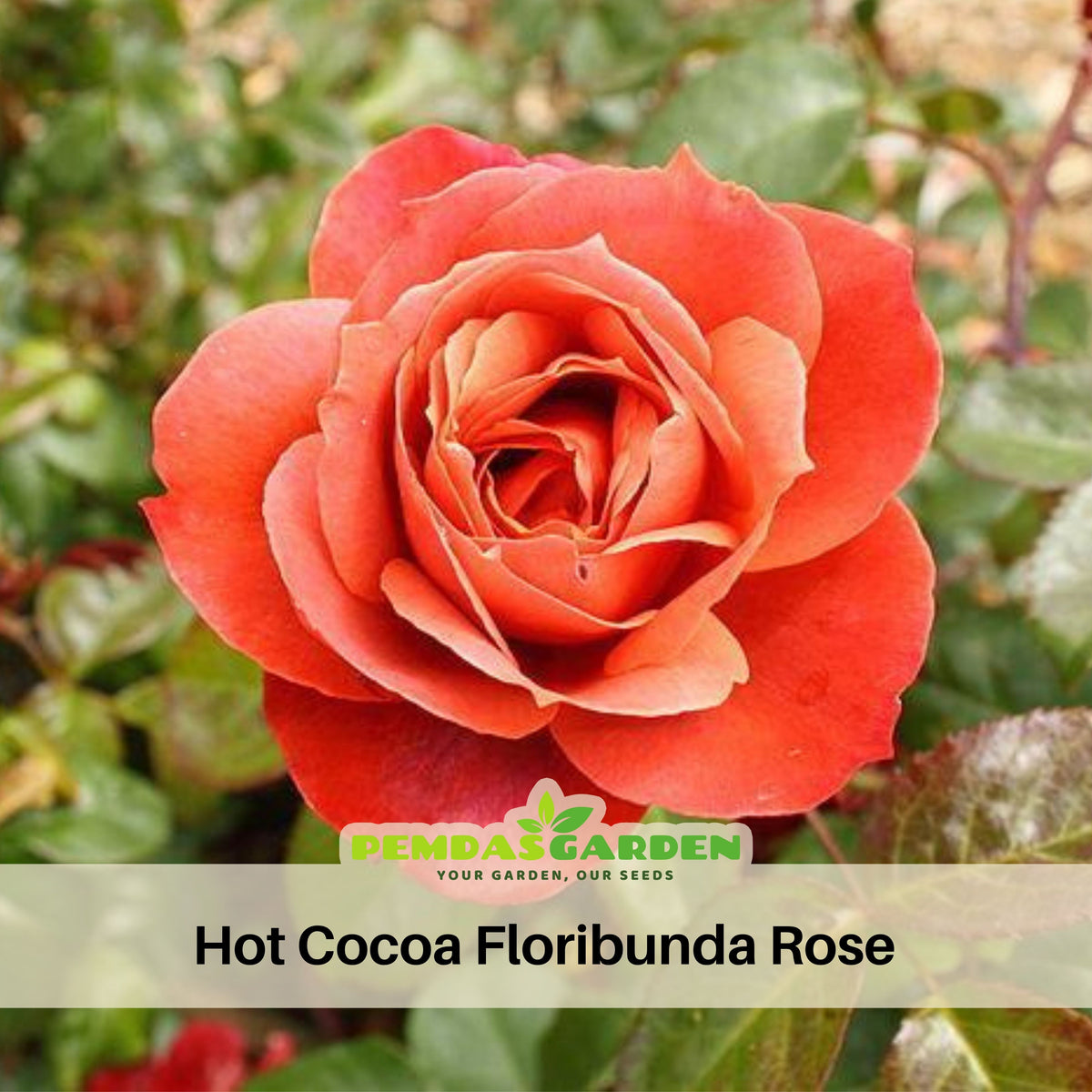 Hot Cocoa Floribunda Rose Flower Seeds, 30+ seeds