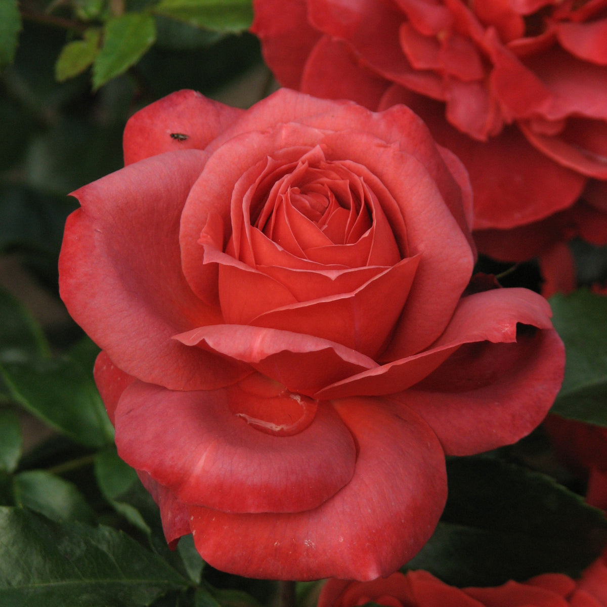 Hot Cocoa Floribunda Rose Flower Seeds, 30+ seeds
