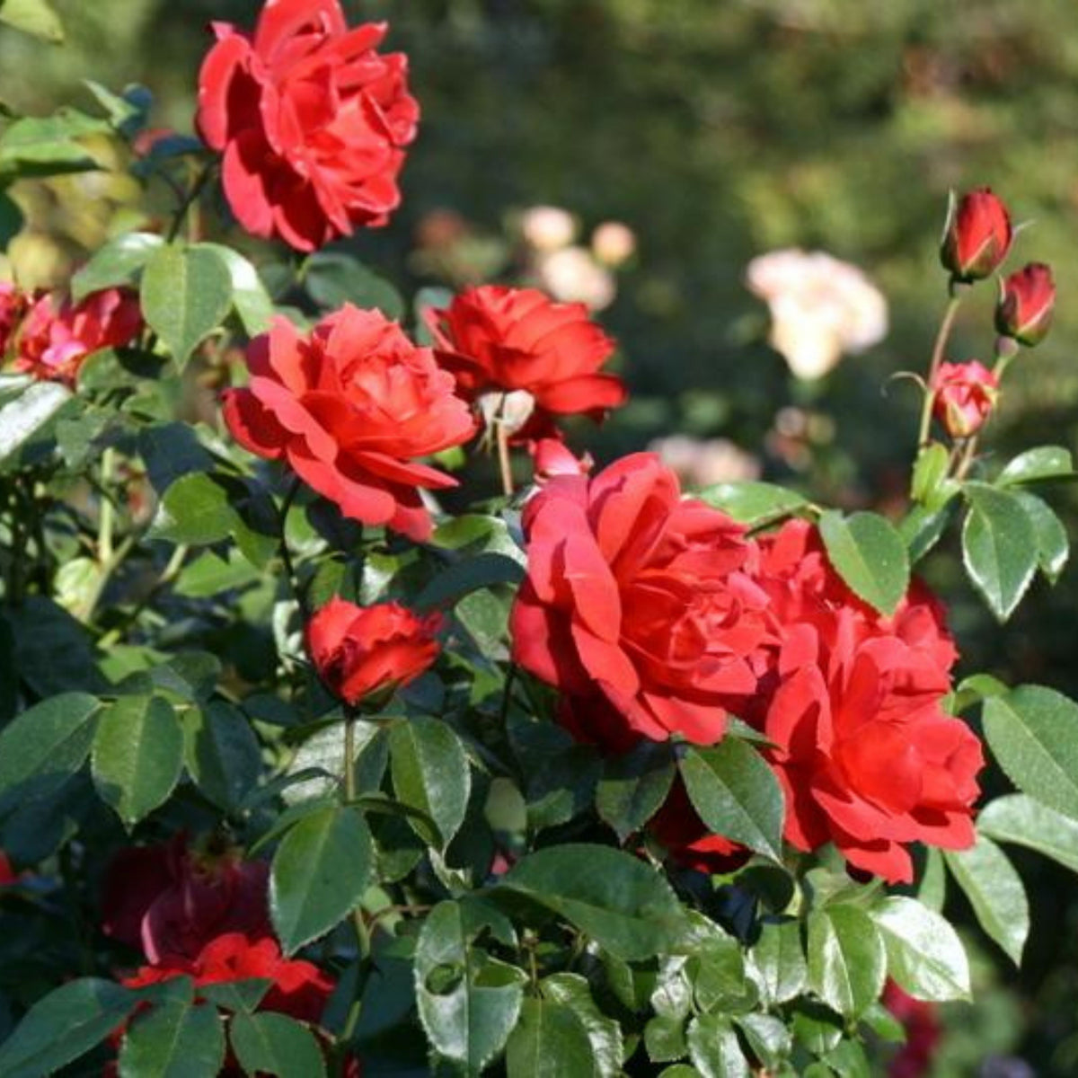 Hot Cocoa Floribunda Rose Flower Seeds, 30+ seeds