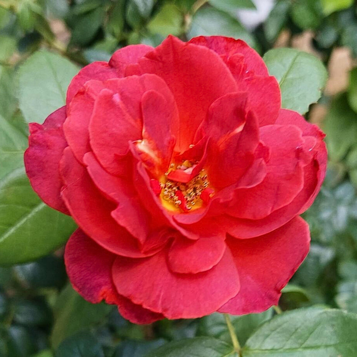 Hot Cocoa Floribunda Rose Flower Seeds, 30+ seeds