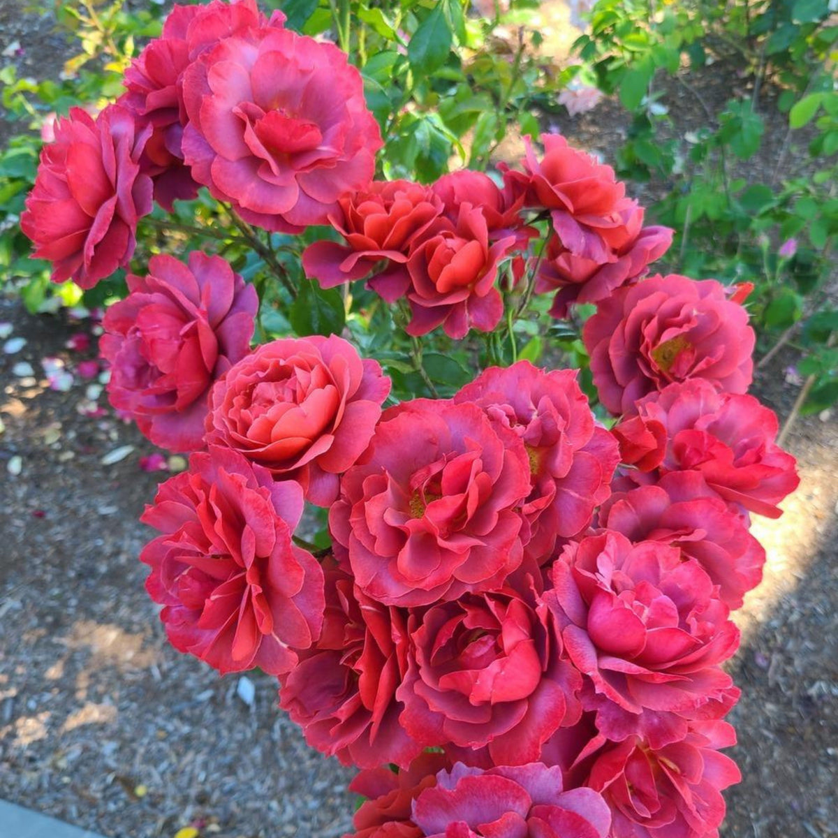 Hot Cocoa Floribunda Rose Flower Seeds, 30+ seeds